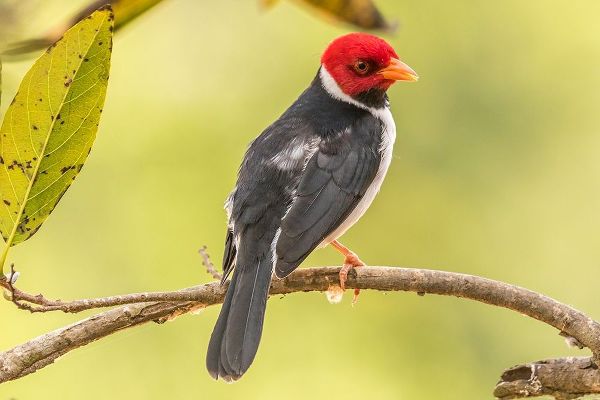 Brazil-Pantanal Yellow-billed cardinal on limb